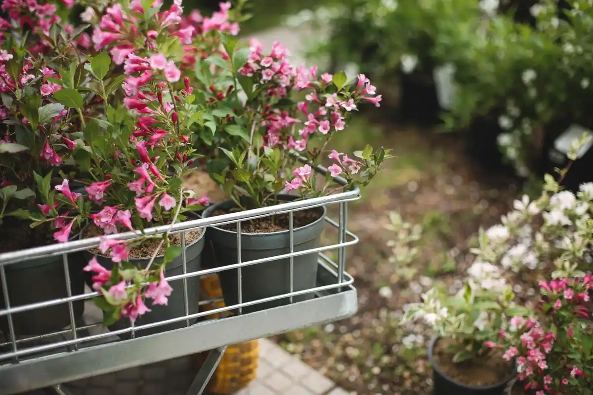 container garden small balcony plants