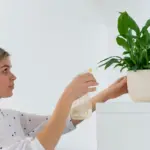 houseplant care tips indoor plants watering light