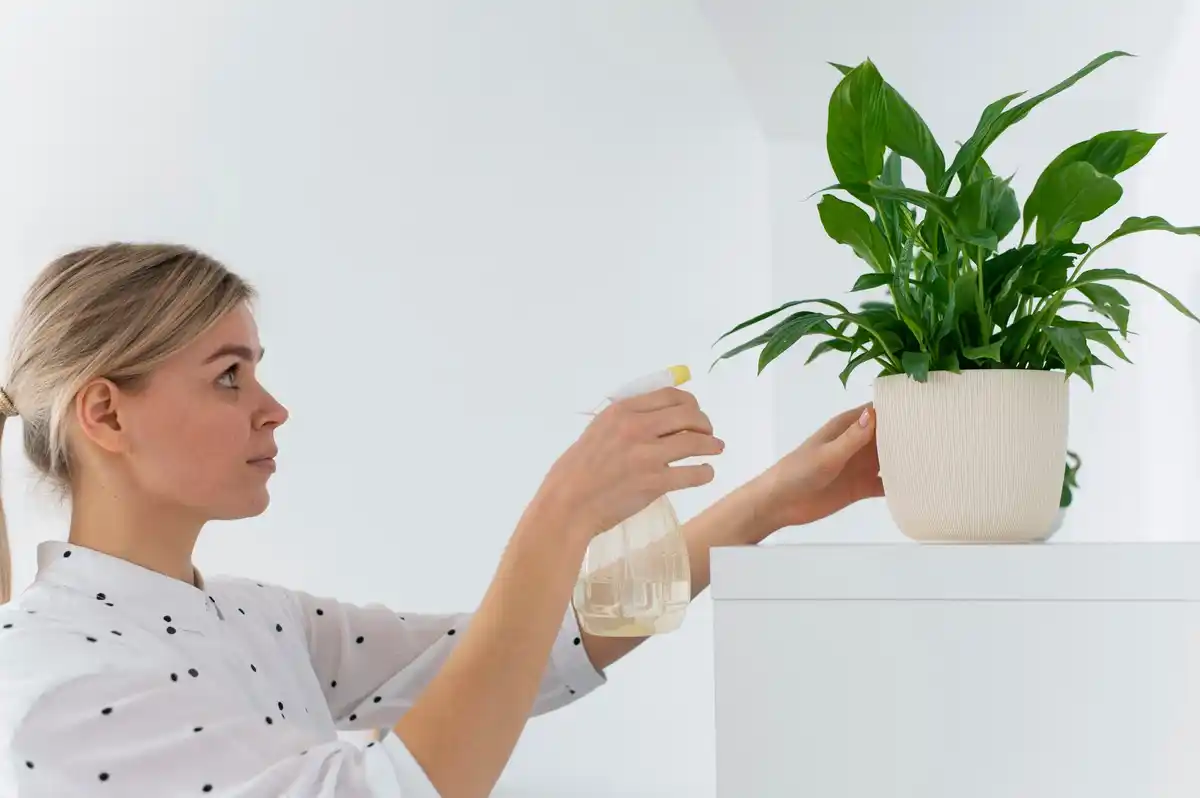 houseplant care tips indoor plants watering light