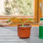 houseplant losing leaves solution