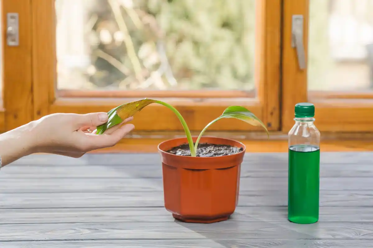 houseplant losing leaves solution