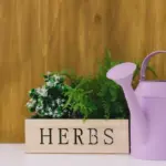 houseplant light water signs