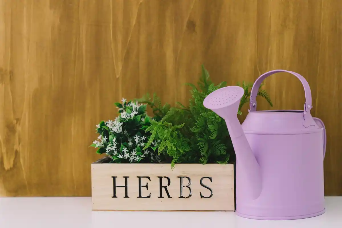 houseplant light water signs