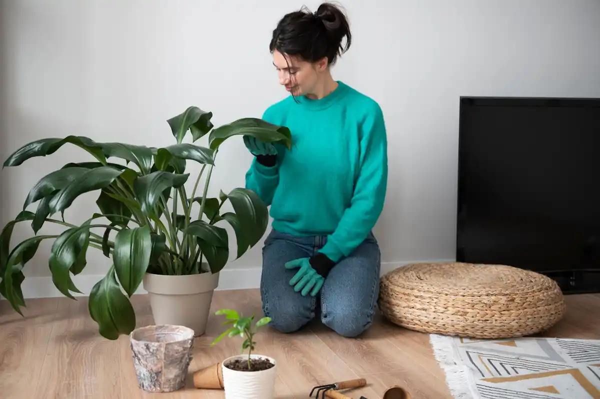 indoor plants care mistakes