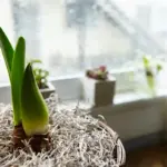easy indoor plants small space