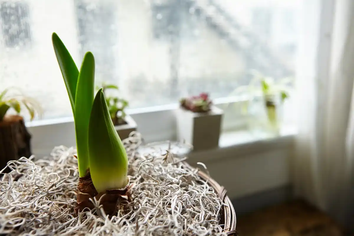 easy indoor plants small space