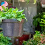 tomato plant in pot balcony garden