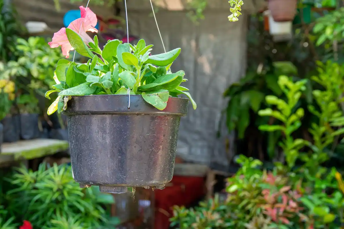 tomato plant in pot balcony garden
