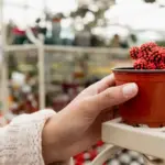 small container garden balcony herbs vegetables Czech Republic