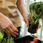 container gardening fresh vegetables balcony