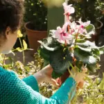 urban gardening containers balcony plants