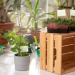 small urban garden balcony plants herbs
