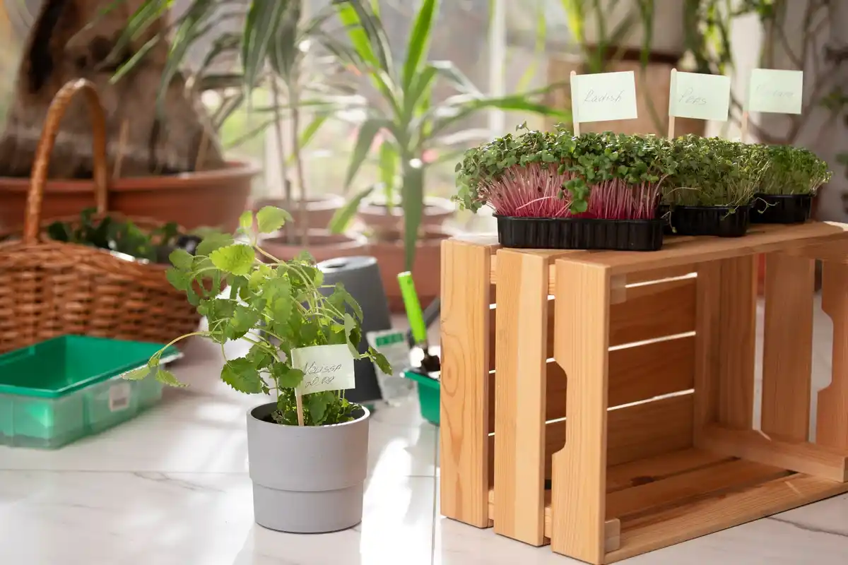 small urban garden balcony plants herbs