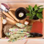 container gardening tips balcony plants