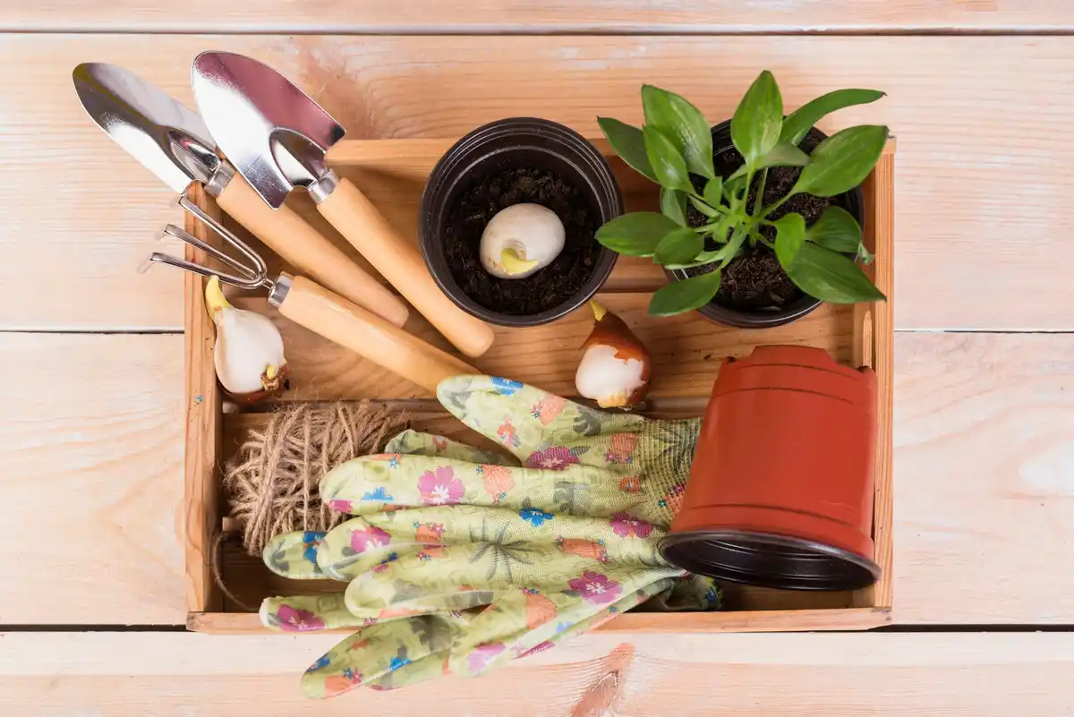 container gardening tips balcony plants