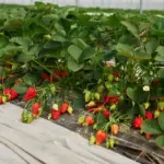 homegrown sweet strawberries garden