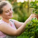 raspberry bush garden harvest