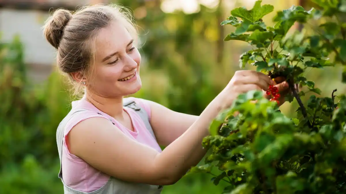 raspberry bush garden harvest