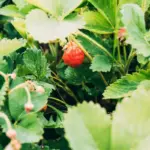 strawberry plants garden growth problem