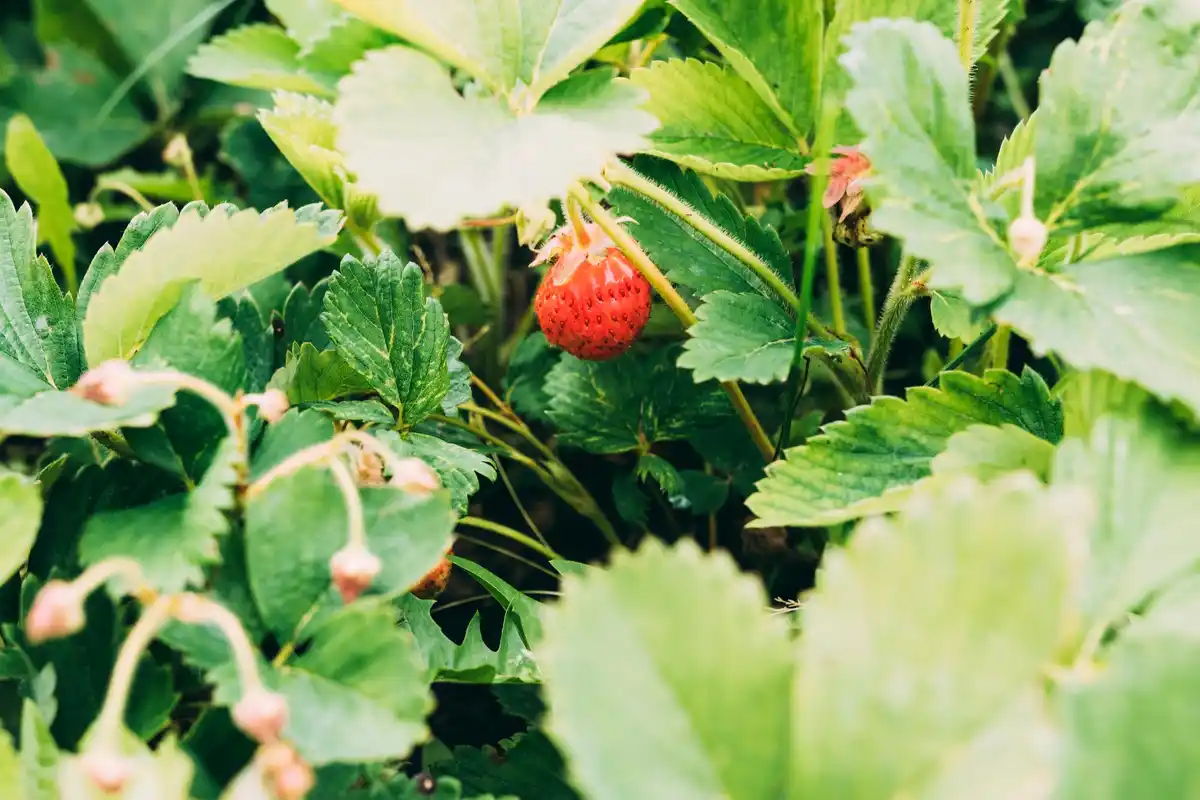 strawberry plants garden growth problem