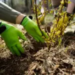 fruit berry bushes planting garden