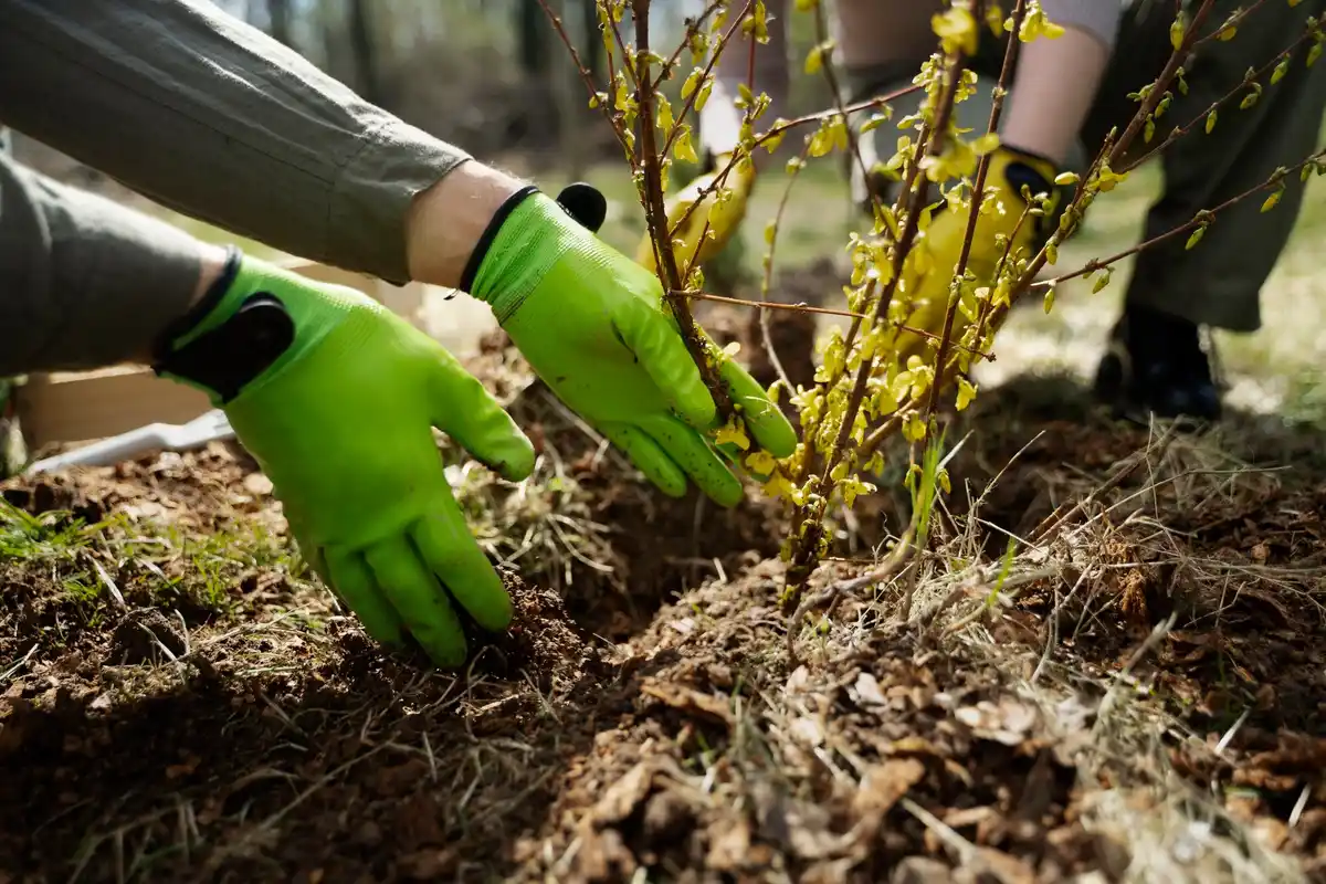 fruit berry bushes planting garden