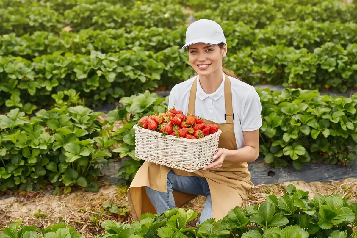 strawberry garden care harvesting