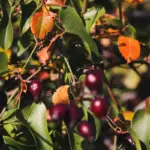 fruit trees and bushes planting season Europe