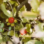 organic currant bush gardening natural pest control