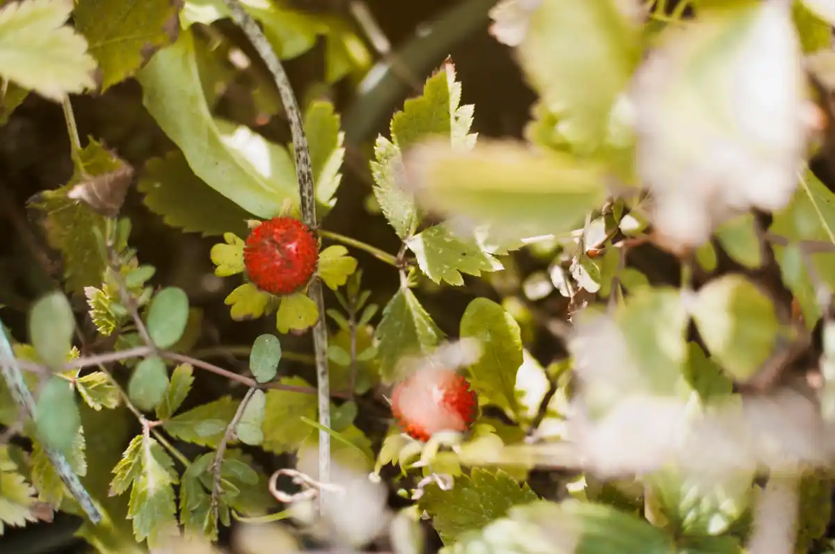 organic currant bush gardening natural pest control