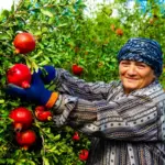fruit bushes garden Czech climate