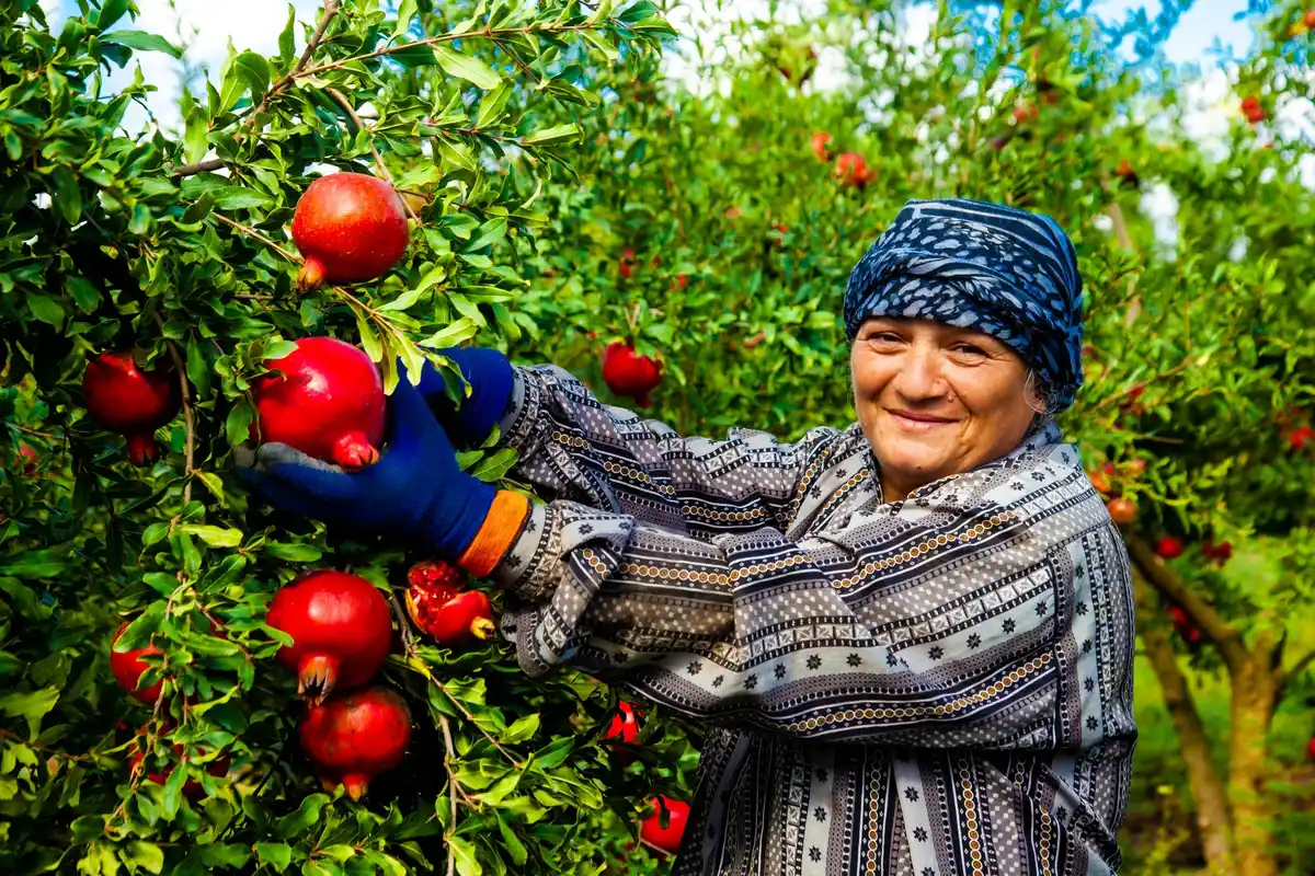 fruit bushes garden Czech climate