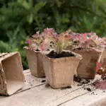 blueberry plant small garden container