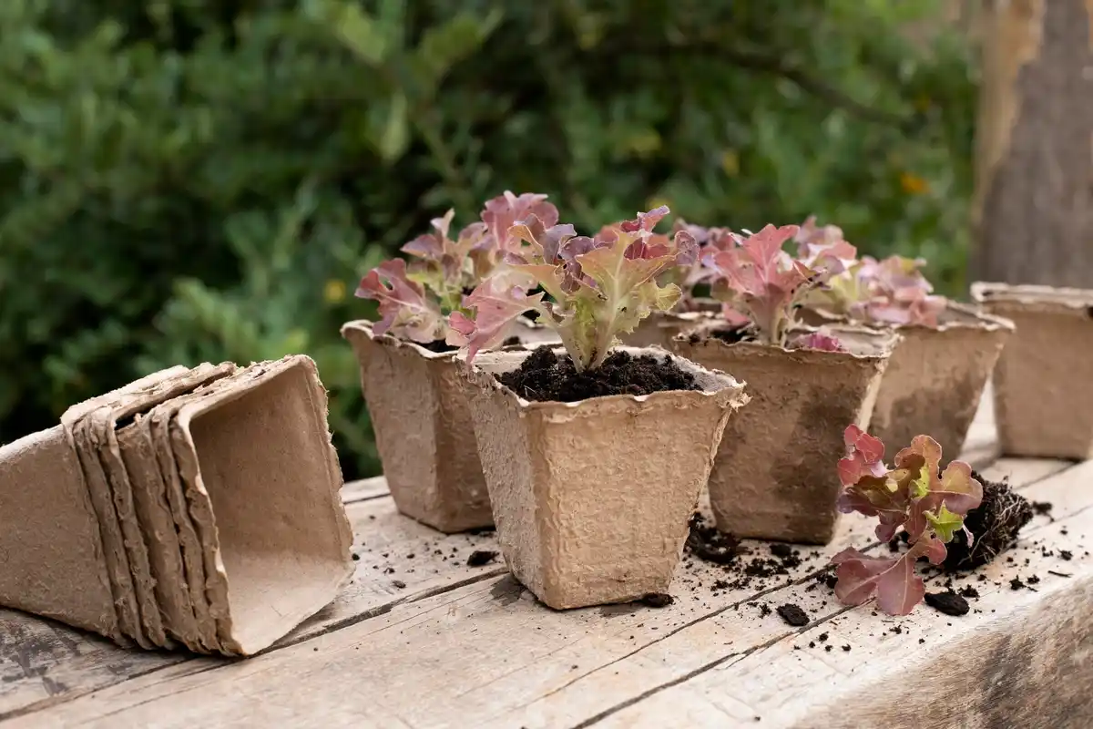 blueberry plant small garden container