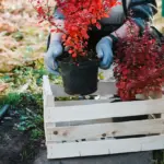garden mulching natural materials