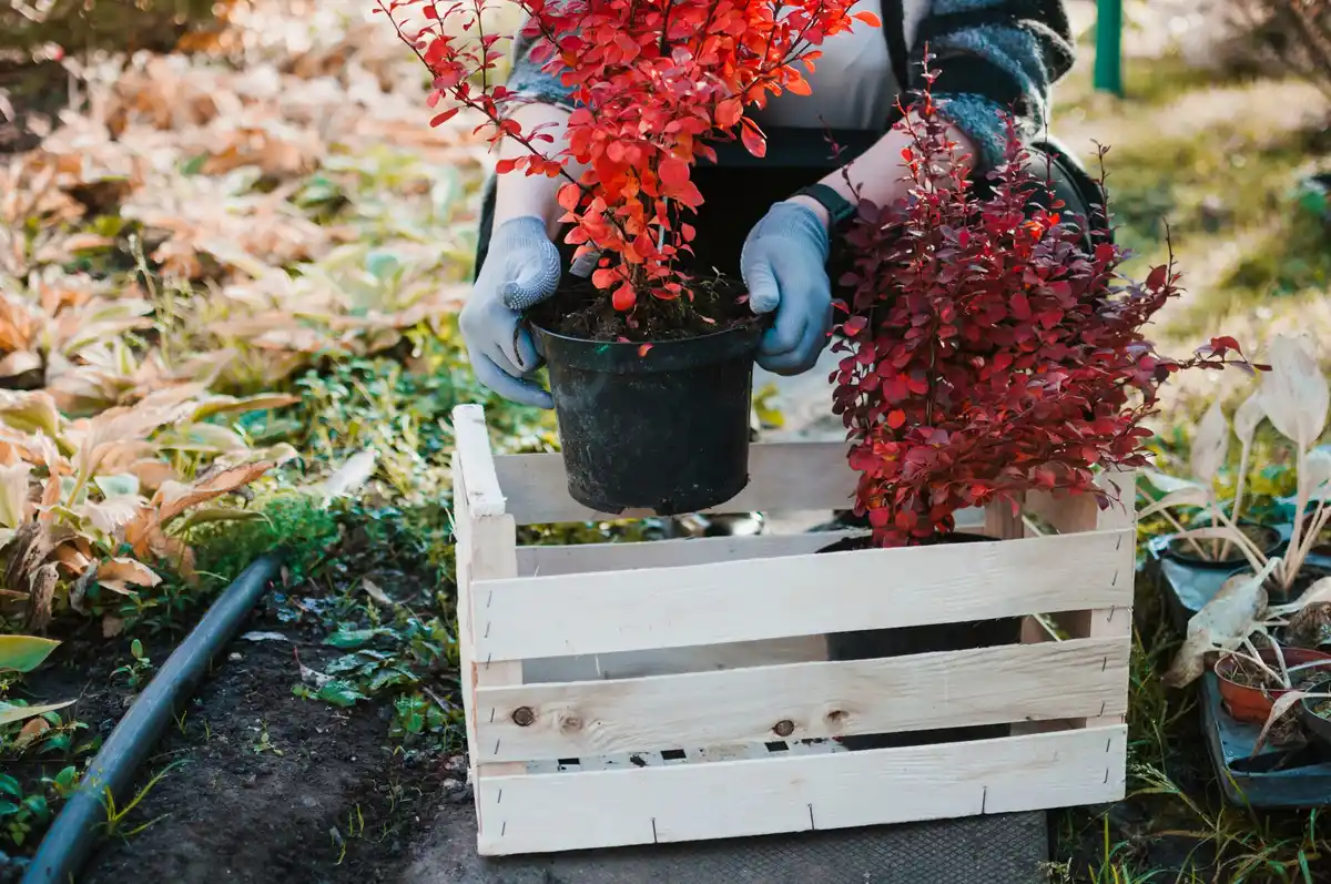 garden mulching natural materials