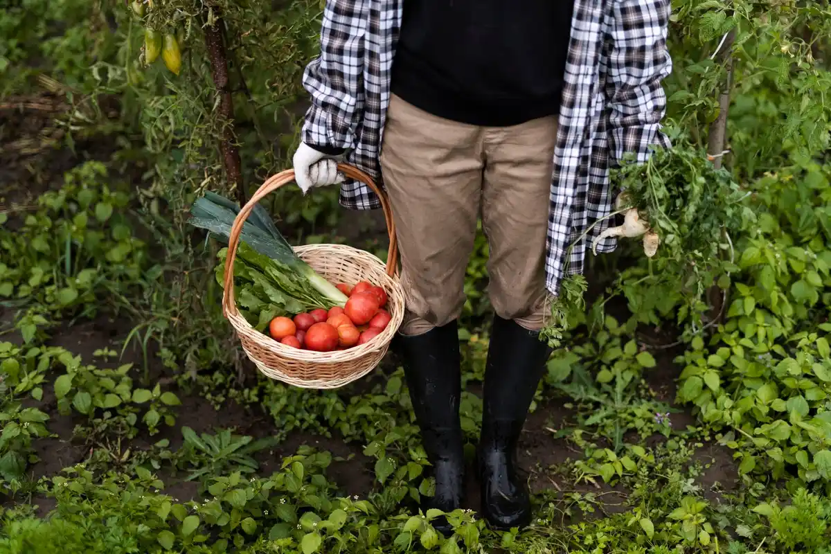 organic vegetable gardening Czech Republic