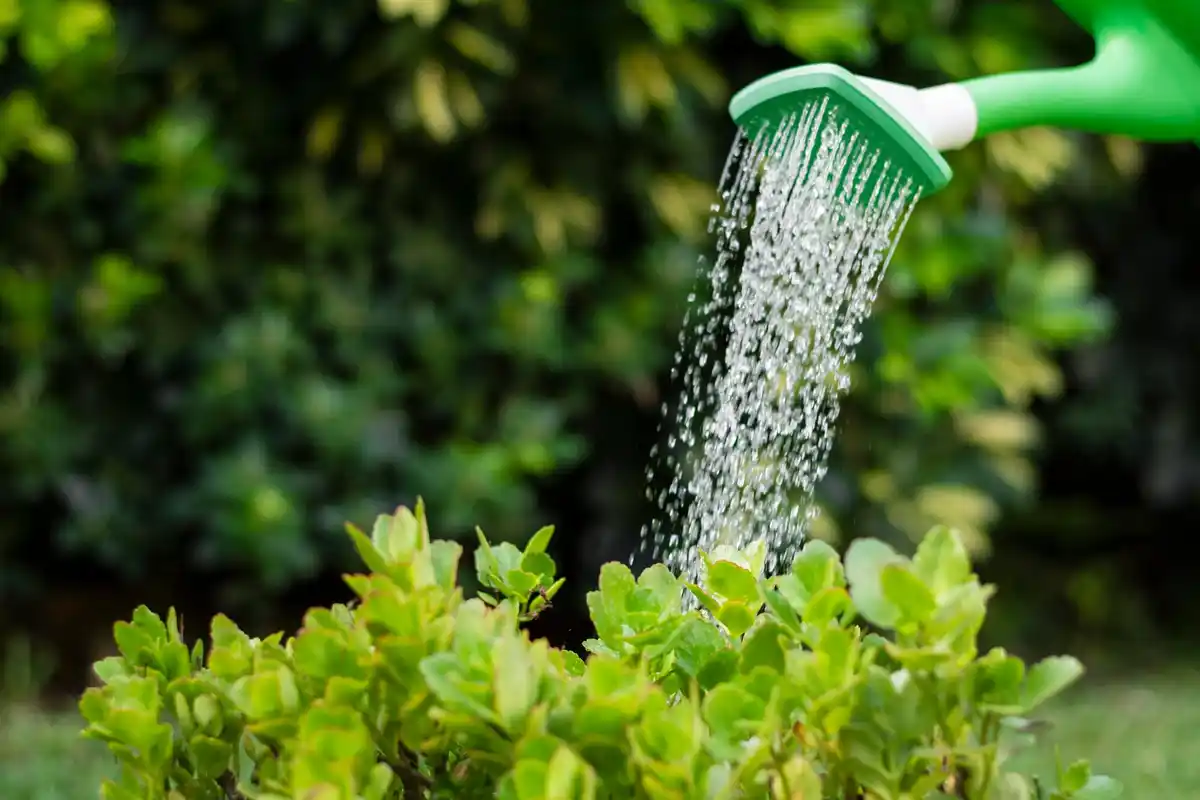 automatic garden irrigation system watering plants