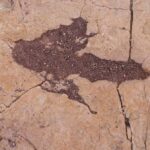 16 600 fosilních stop v centrální Bolívii odhaluje chování dinosaurů