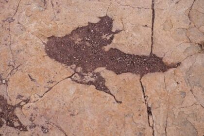 16 600 fosilních stop v centrální Bolívii odhaluje chování dinosaurů