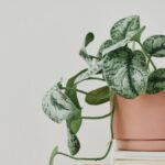 5 Rostlin bránících hojnosti v domácnosti