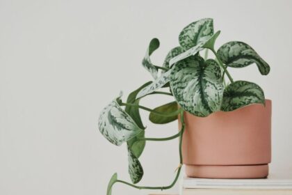 5 Rostlin bránících hojnosti v domácnosti