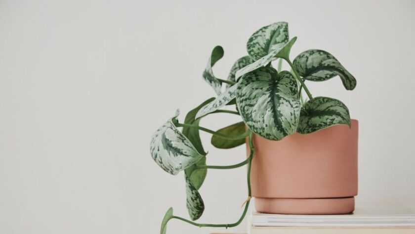 5 Rostlin bránících hojnosti v domácnosti