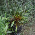 Anggrek Emas: Keindahan dan Budaya Papua