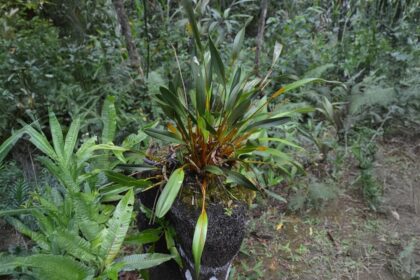 Anggrek Emas: Keindahan dan Budaya Papua