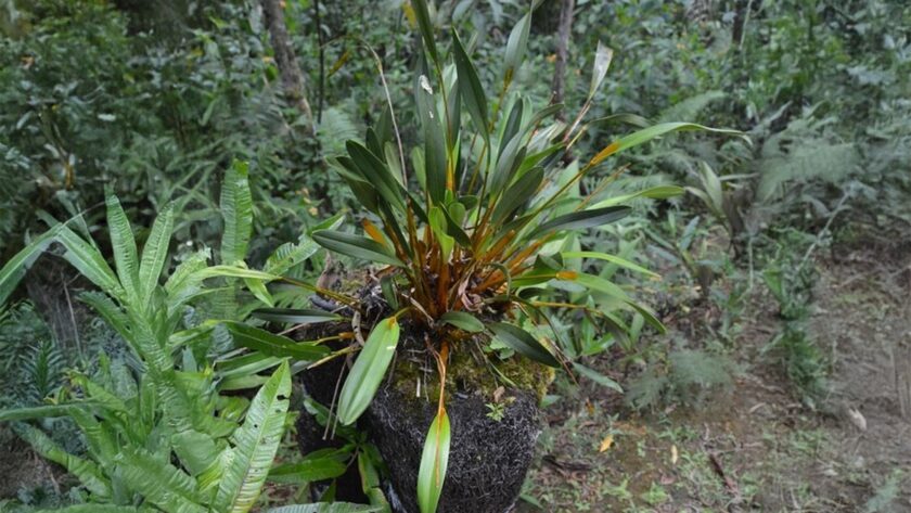 Anggrek Emas: Keindahan dan Budaya Papua