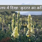 Co je 'Sikkim Sundari': Přírodní zázrak v Himalájích