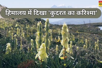 Co je 'Sikkim Sundari': Přírodní zázrak v Himalájích