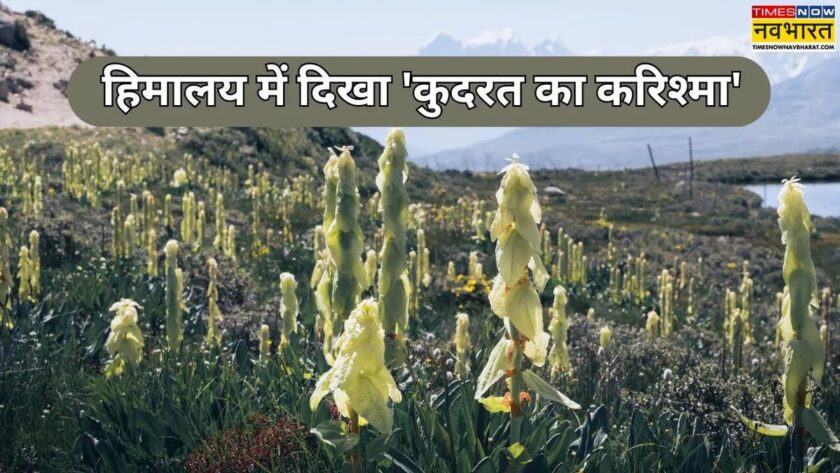 Co je 'Sikkim Sundari': Přírodní zázrak v Himalájích