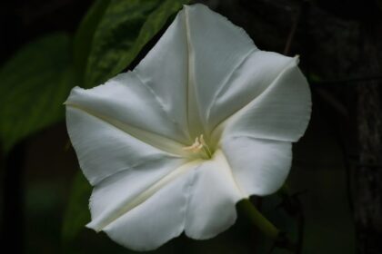 Flores Měsíce: Pnoucí Rostlina, Která Ožívá V Noci